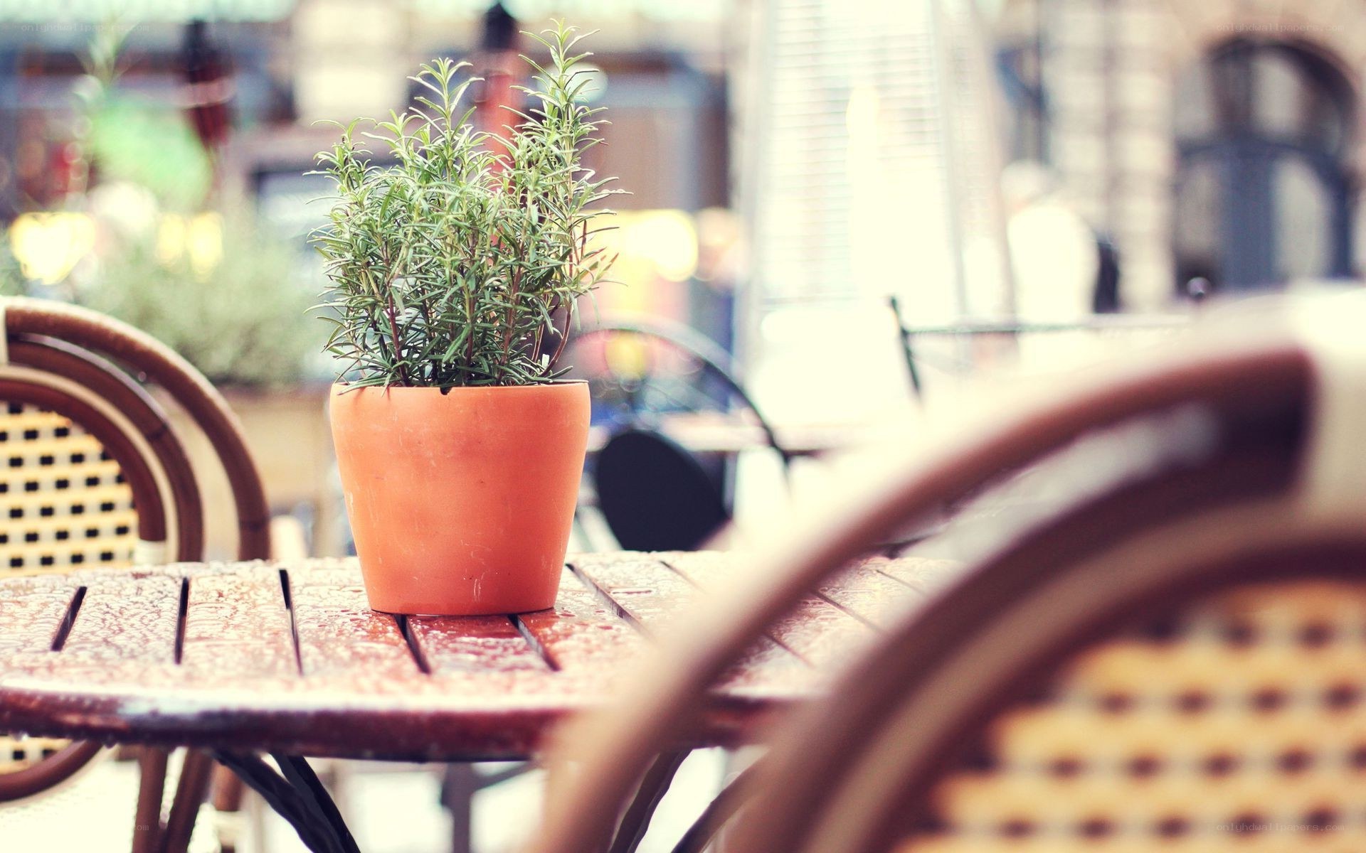 potted rosemary on a cafe table