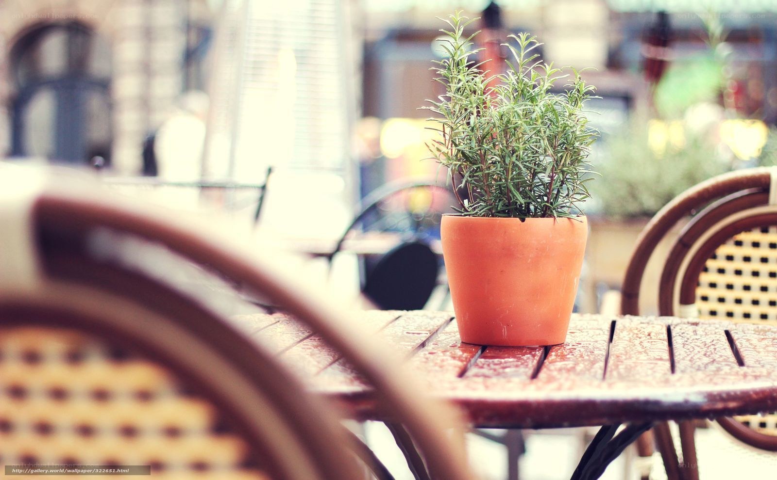 Potted rosemary on a cafe table