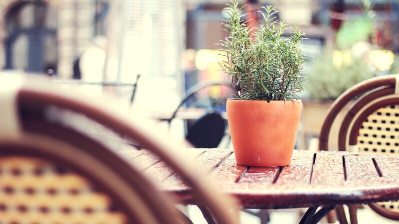 Potted Rosemary Plant