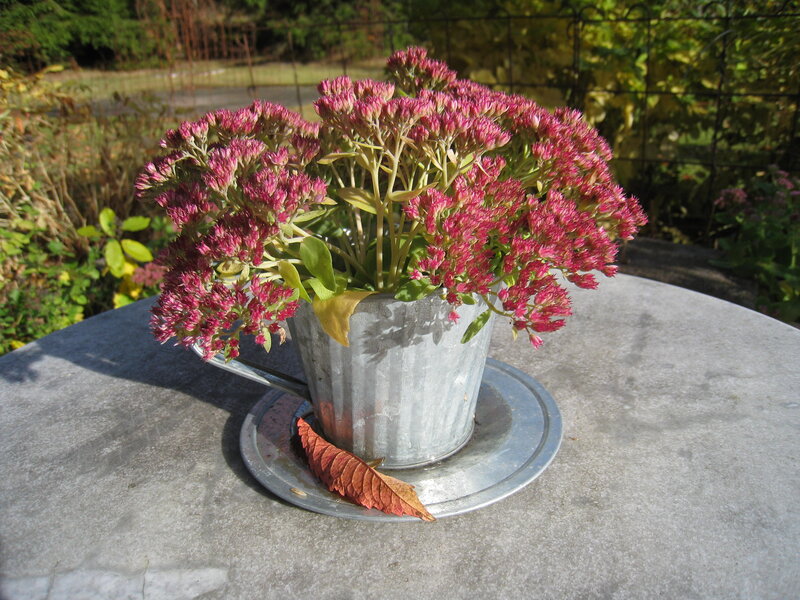 Potted Sedum Plant