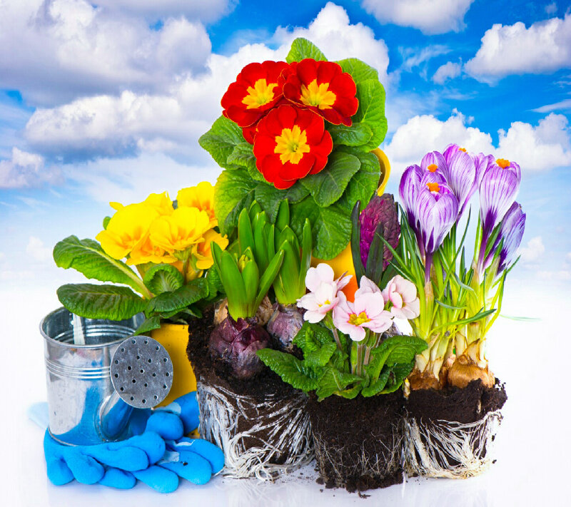Potted Spring Flowers — Blue, Bright