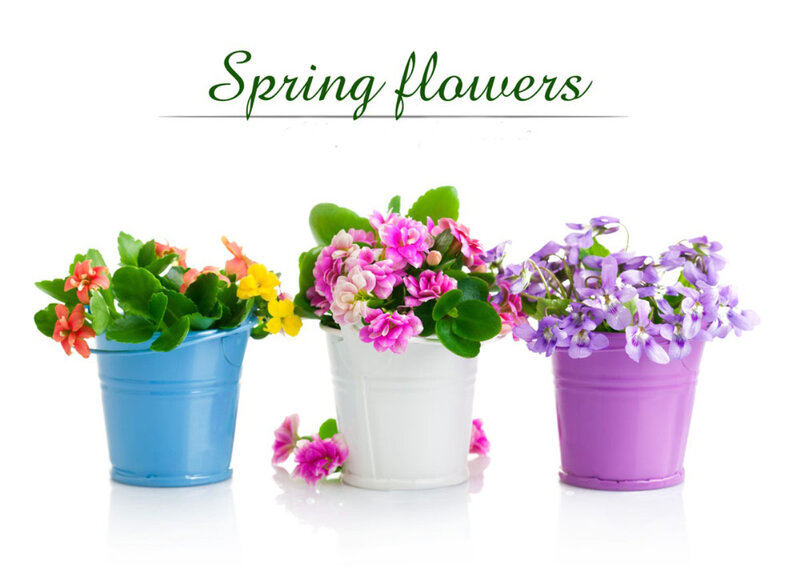 Potted Spring Flowers — Blue