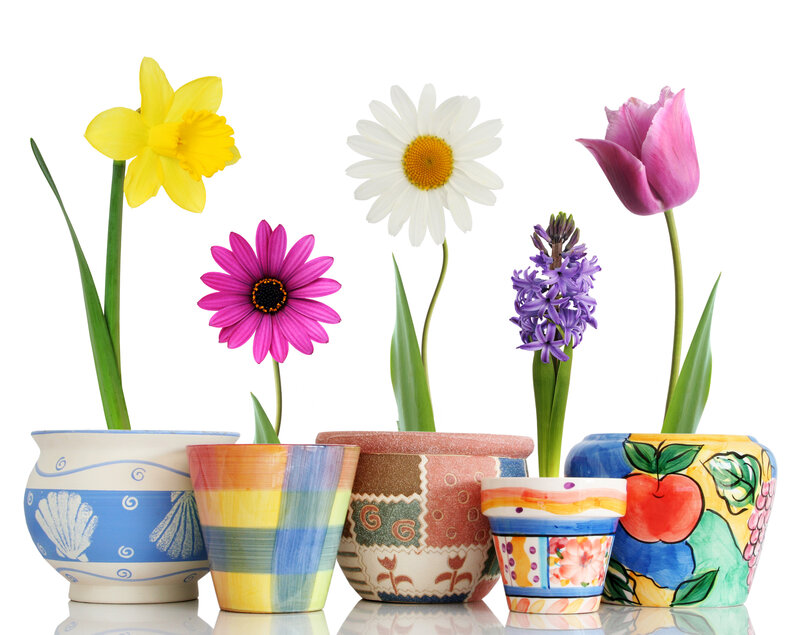 Potted Spring Flowers