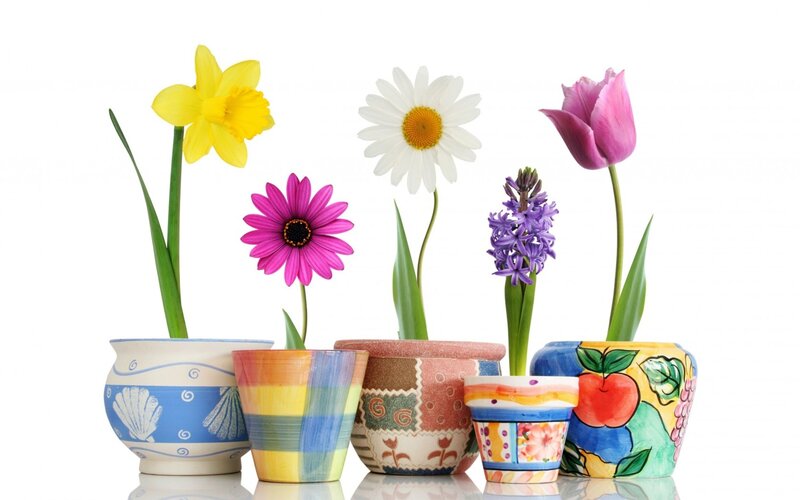 Potted Spring Flowers — Yellow, Bright, Photograph, Pots