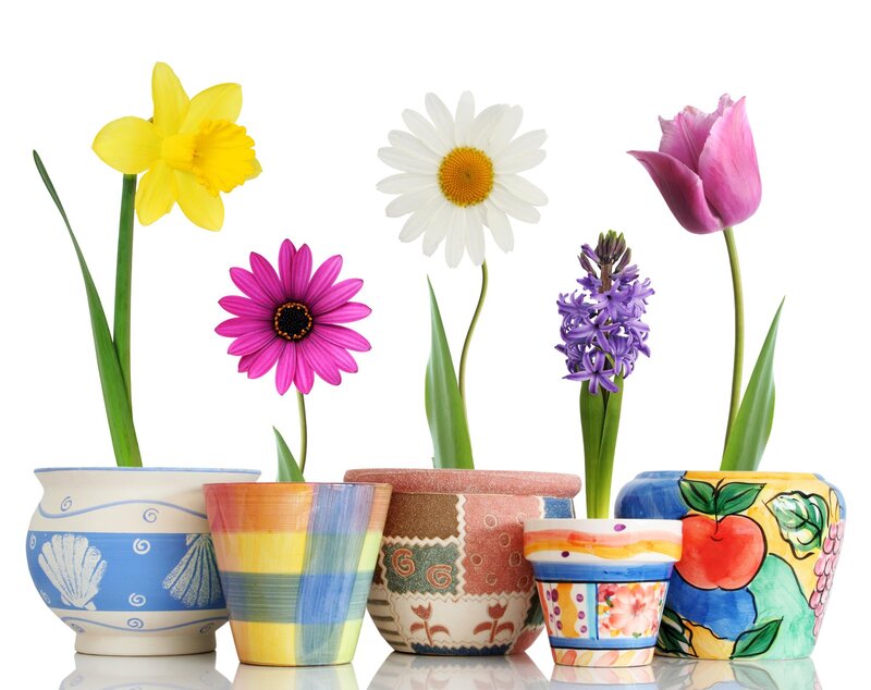 Potted Spring Flowers — Yellow, Bright, Photograph