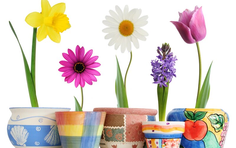Potted Spring Flowers — Yellow, Bright, Photograph, Vases
