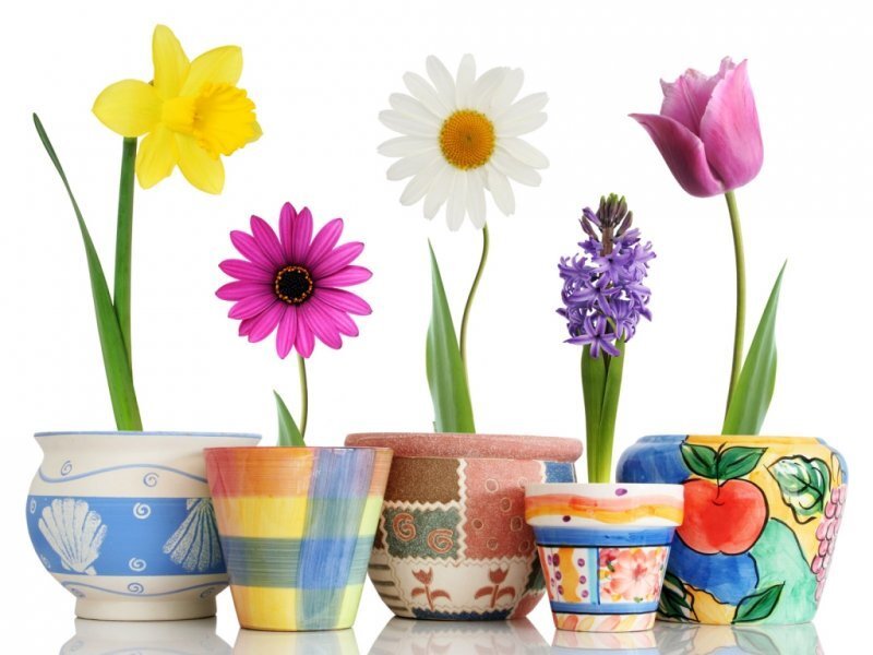 Potted Spring Flowers — Yellow, Bright
