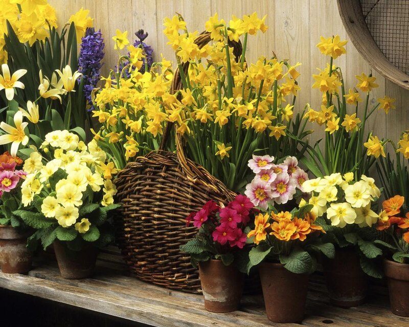 Potted Spring Flowers — Yellow