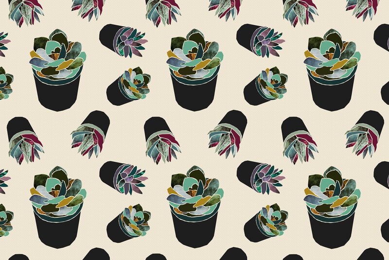 Potted Succulent Plants