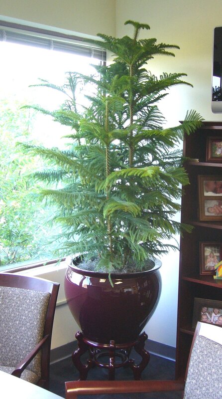 potted tree in office corner