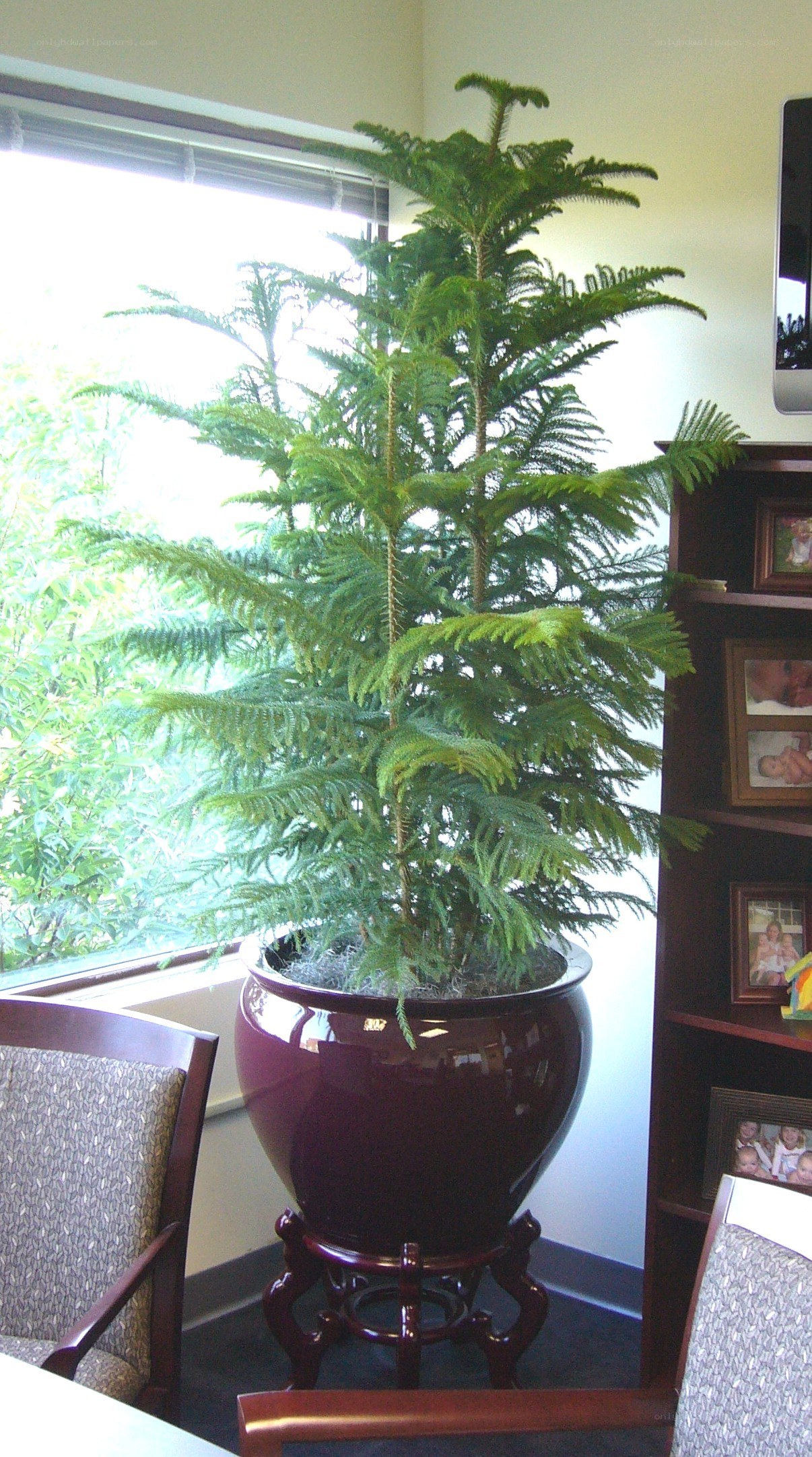 potted tree in office corner