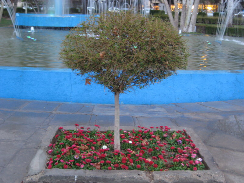 Potted Tree with Flowers