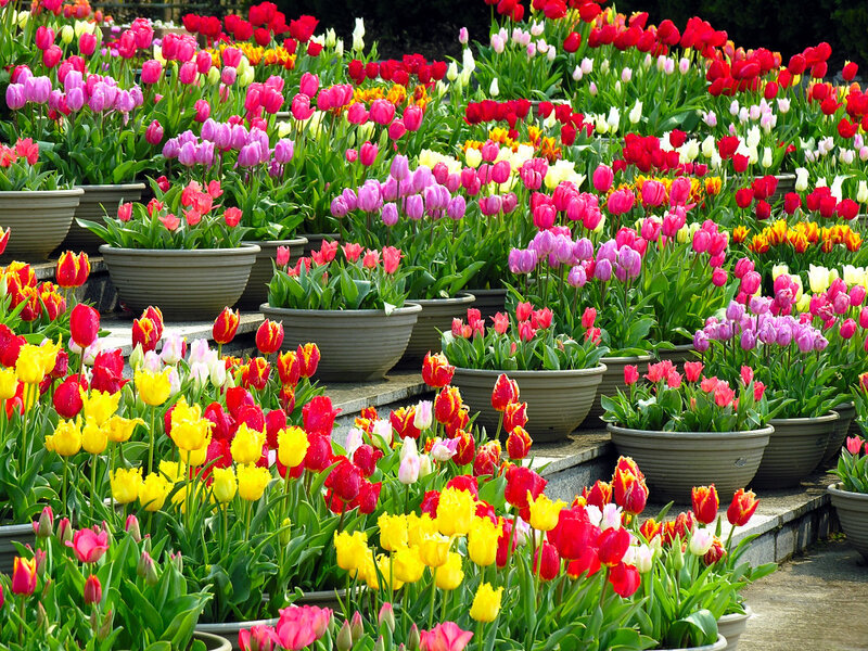Potted Tulips in Garden