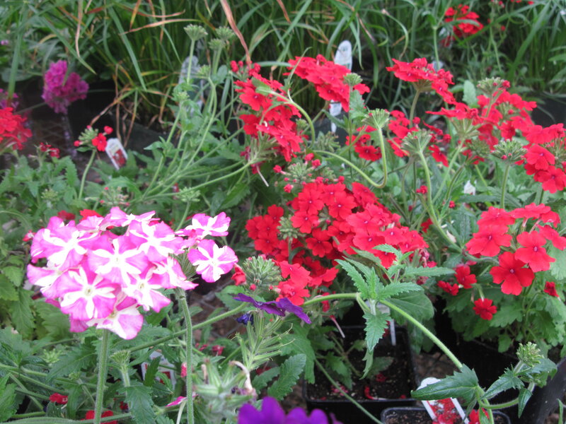 Potted Verbena Flowers — Red