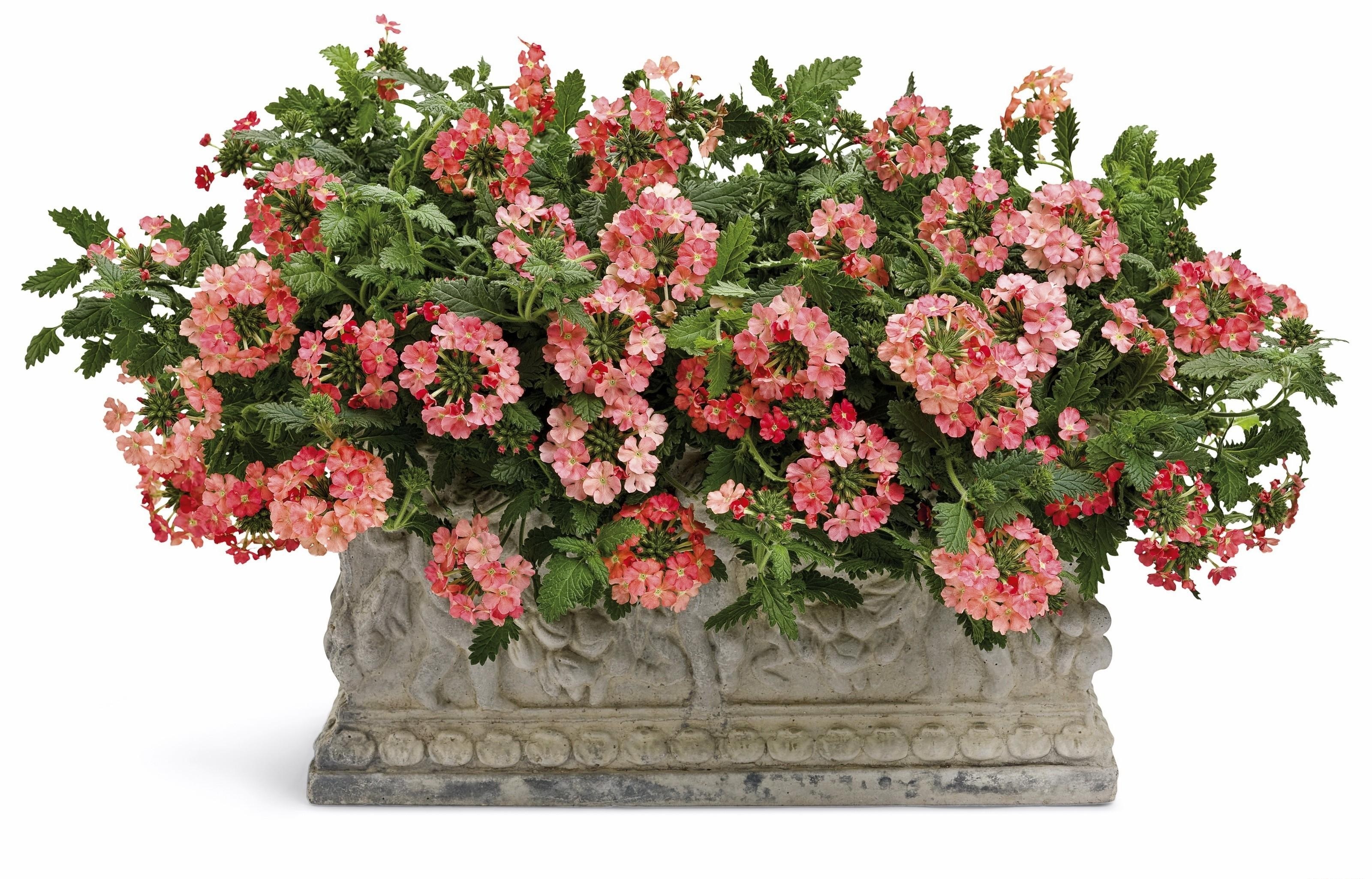 potted verbena flowers