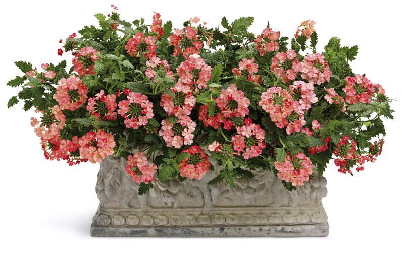 Potted Verbena Plant