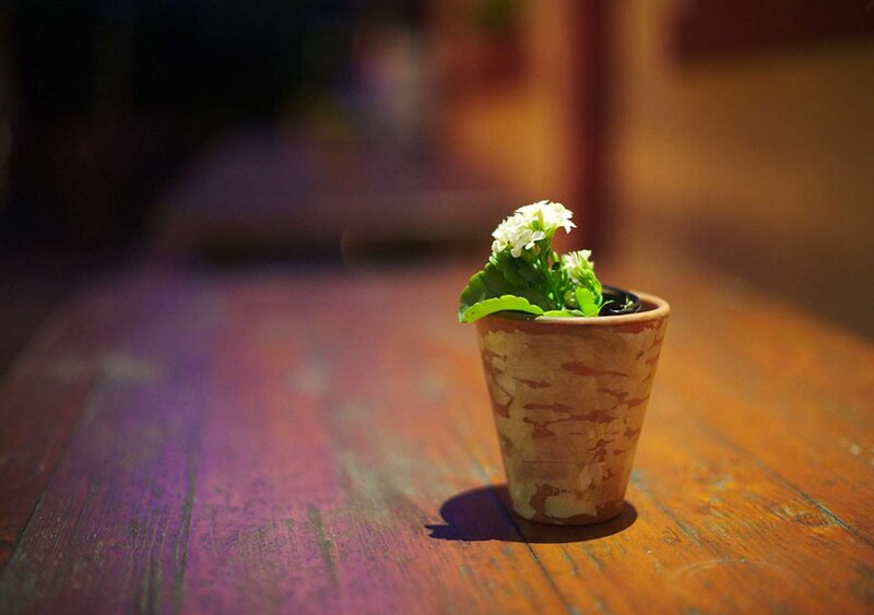 Potted White Flower