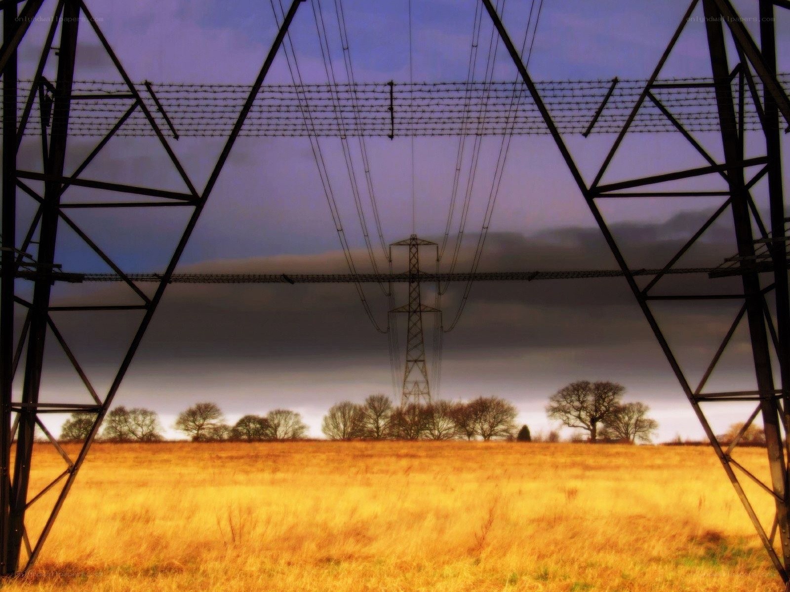 Power lines over golden field