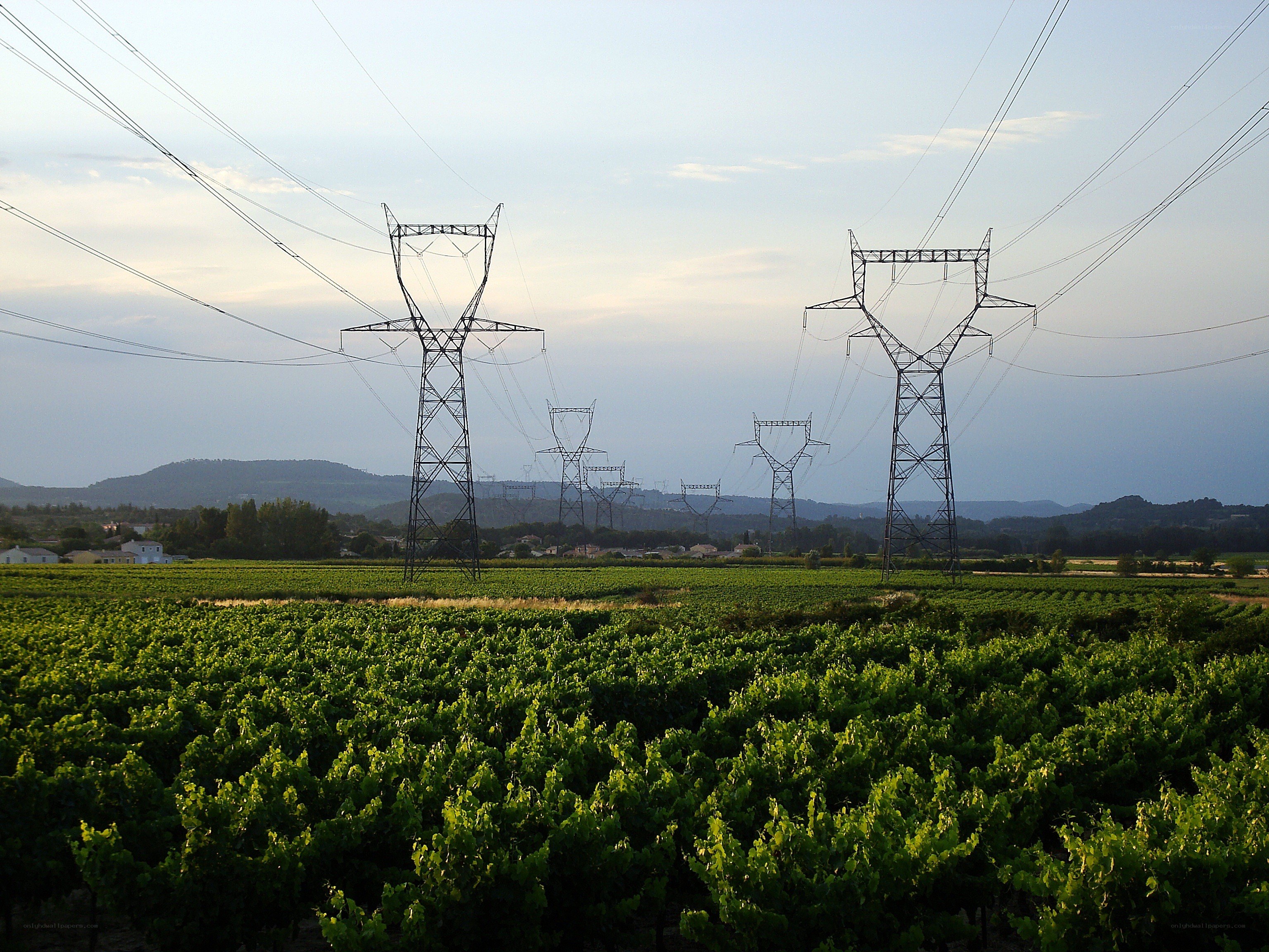 Power lines over vineyard