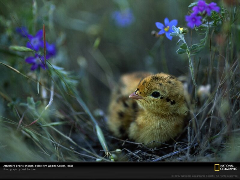Prairie-chicken chick in nest
