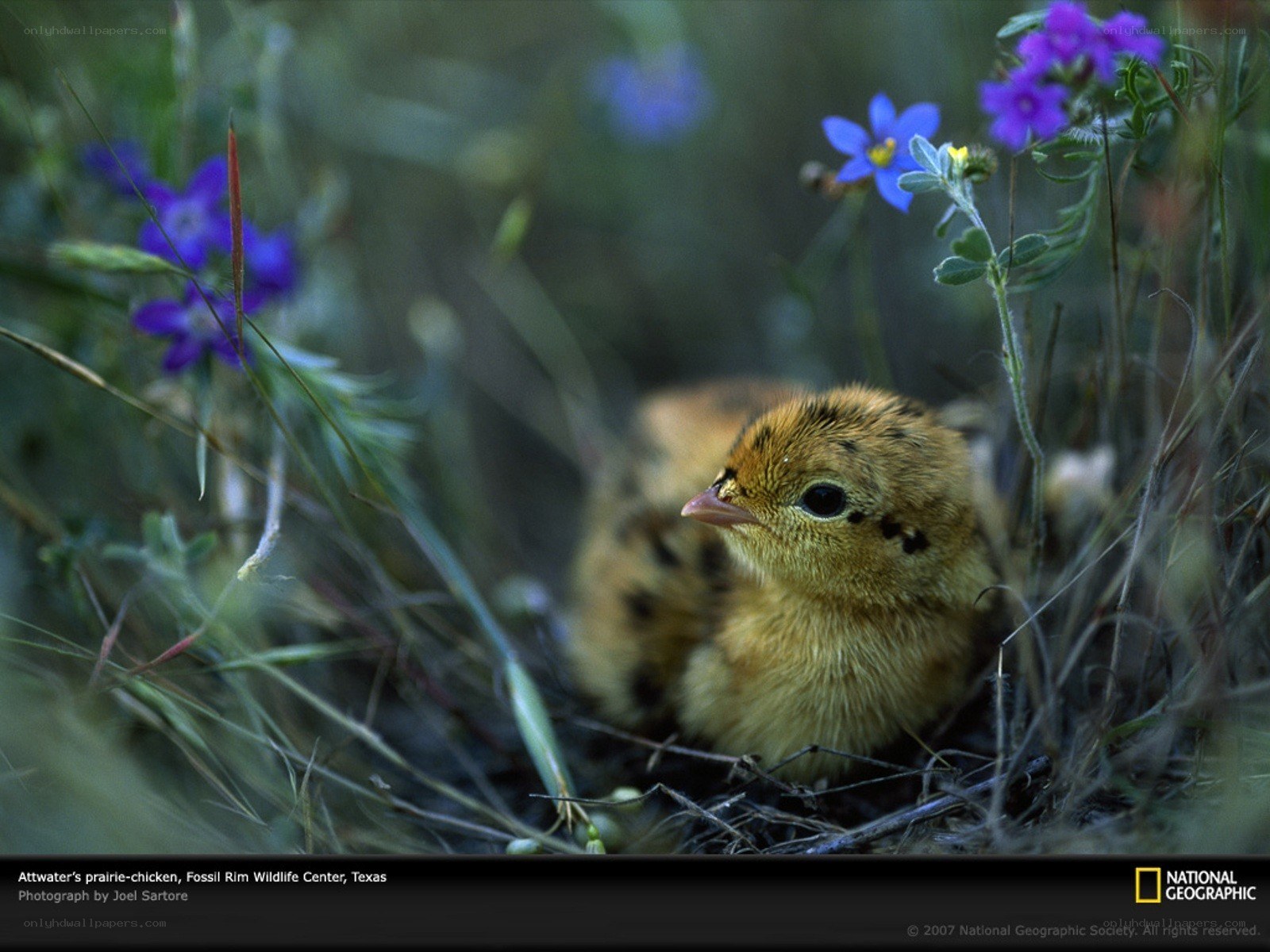 Prairie-chicken chick in nest
