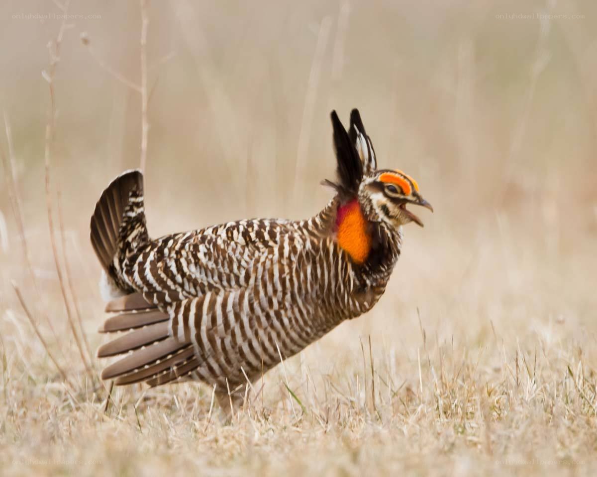 prairie chicken in display