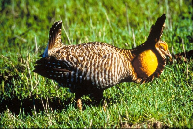 Prairie Chicken in Grass