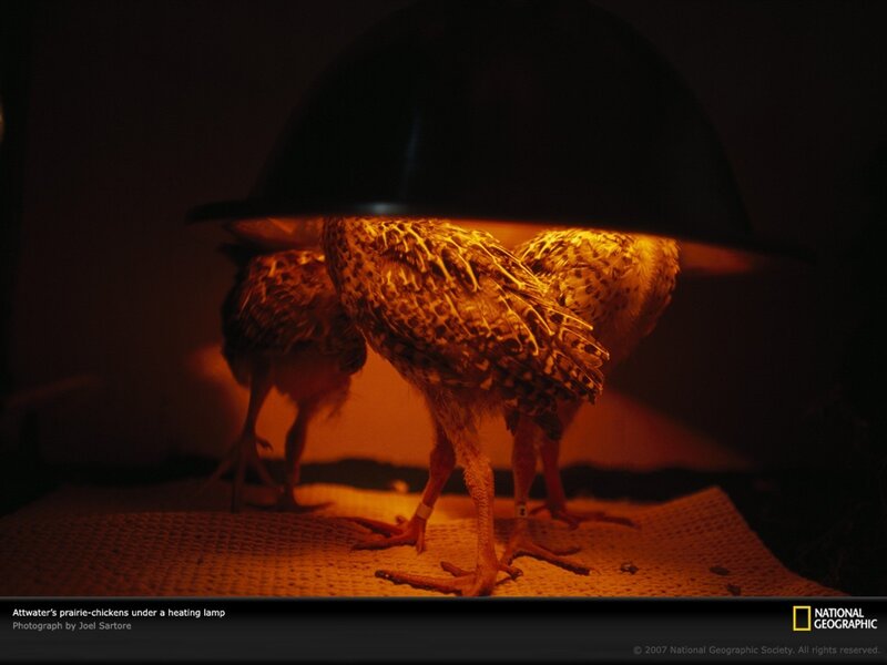 prairie-chickens under heating lamp