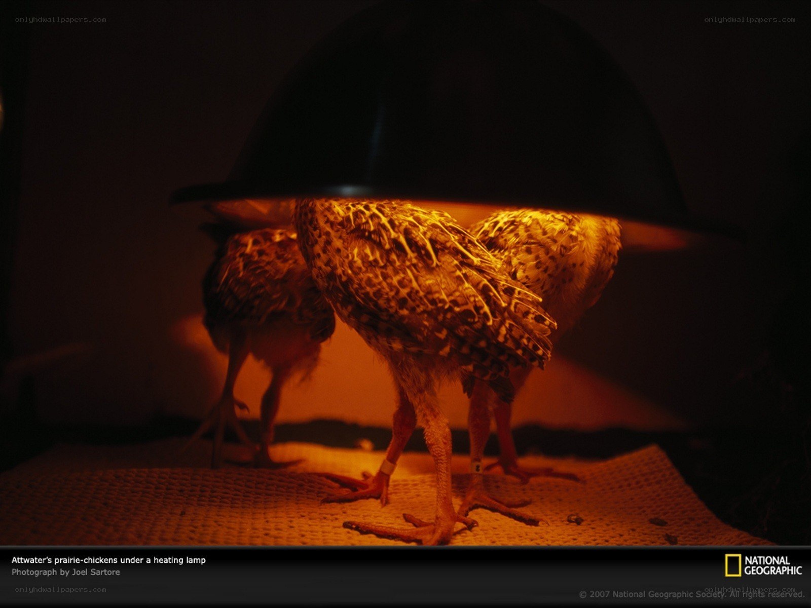 prairie-chickens under heating lamp