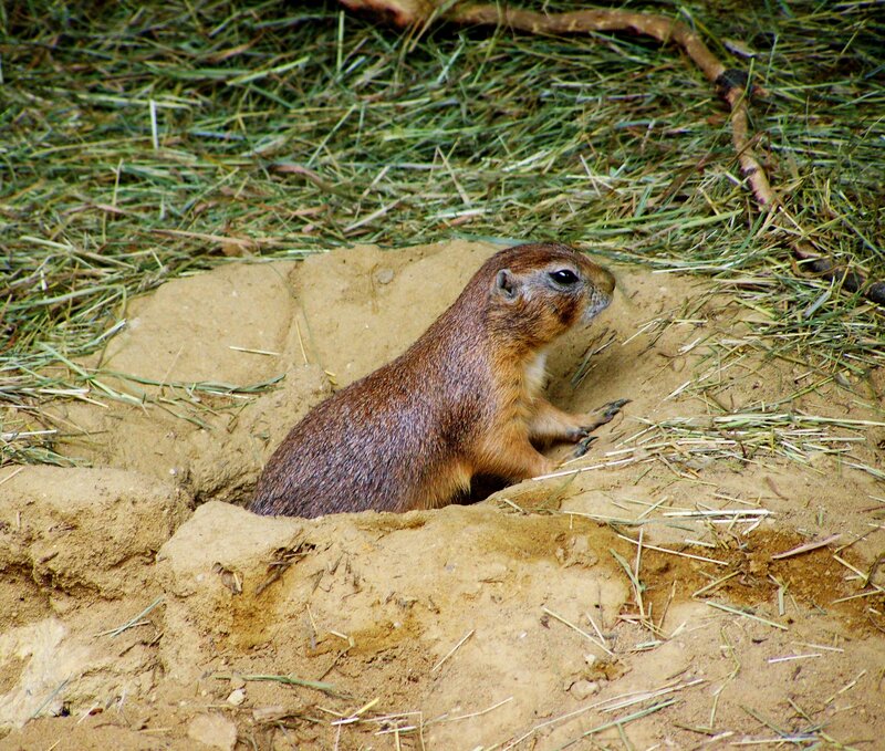 Prairie dog at burrow entrance