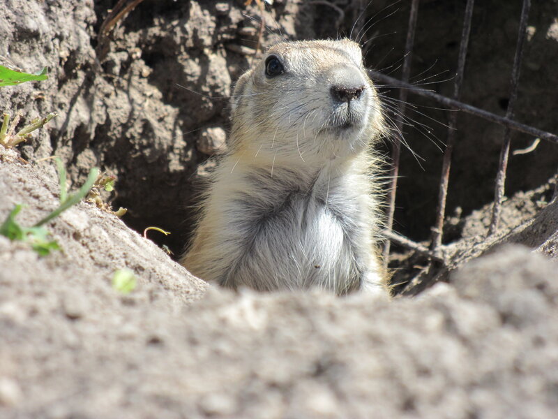prairie dog at burrow entrance
