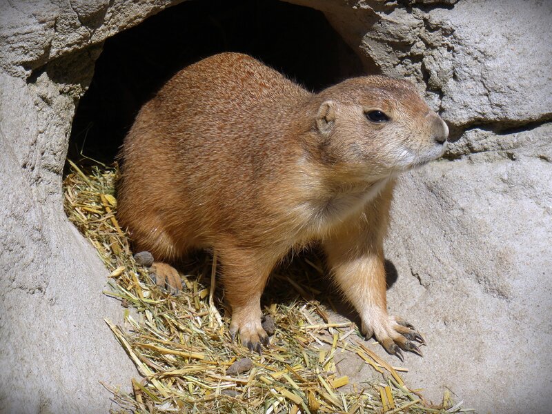 Prairie dog at burrow entrance