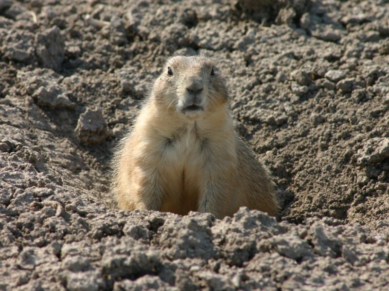 Prairie dog at its burrow