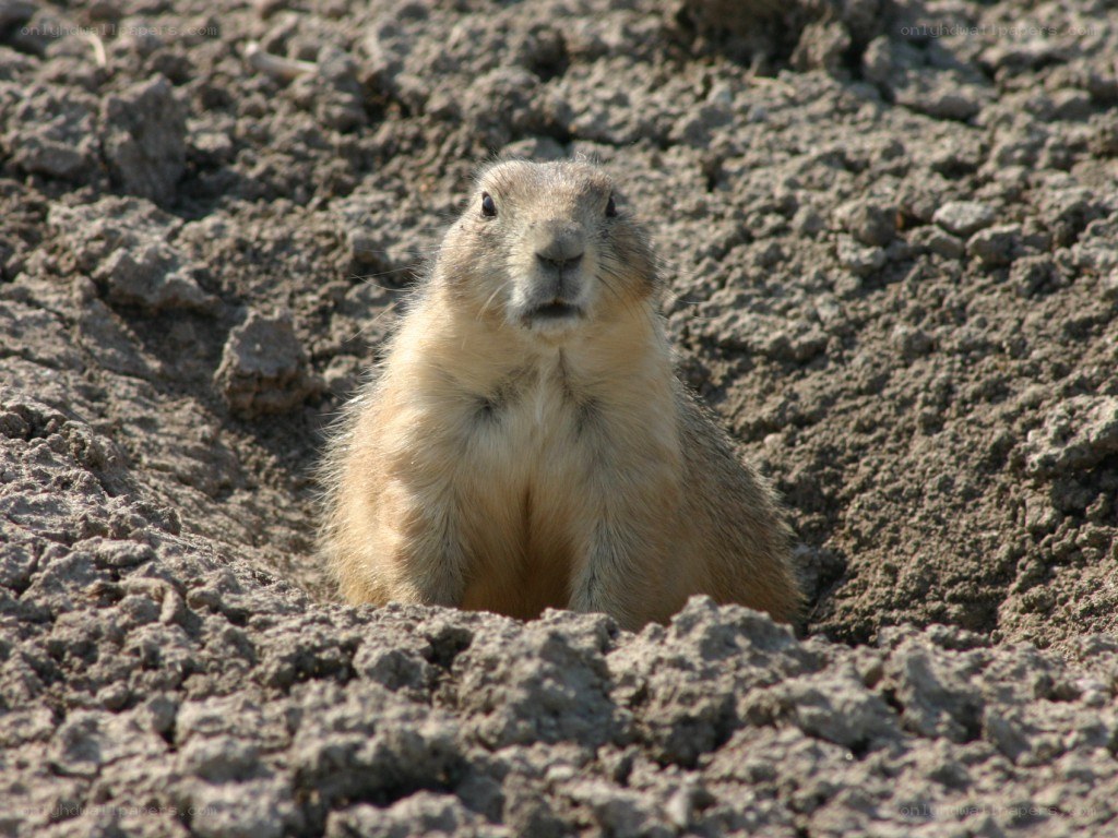 Prairie dog at its burrow