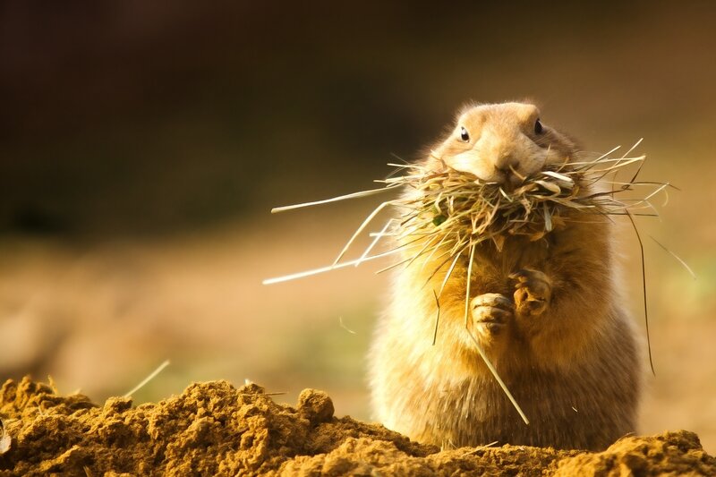 Prairie dog carrying hay