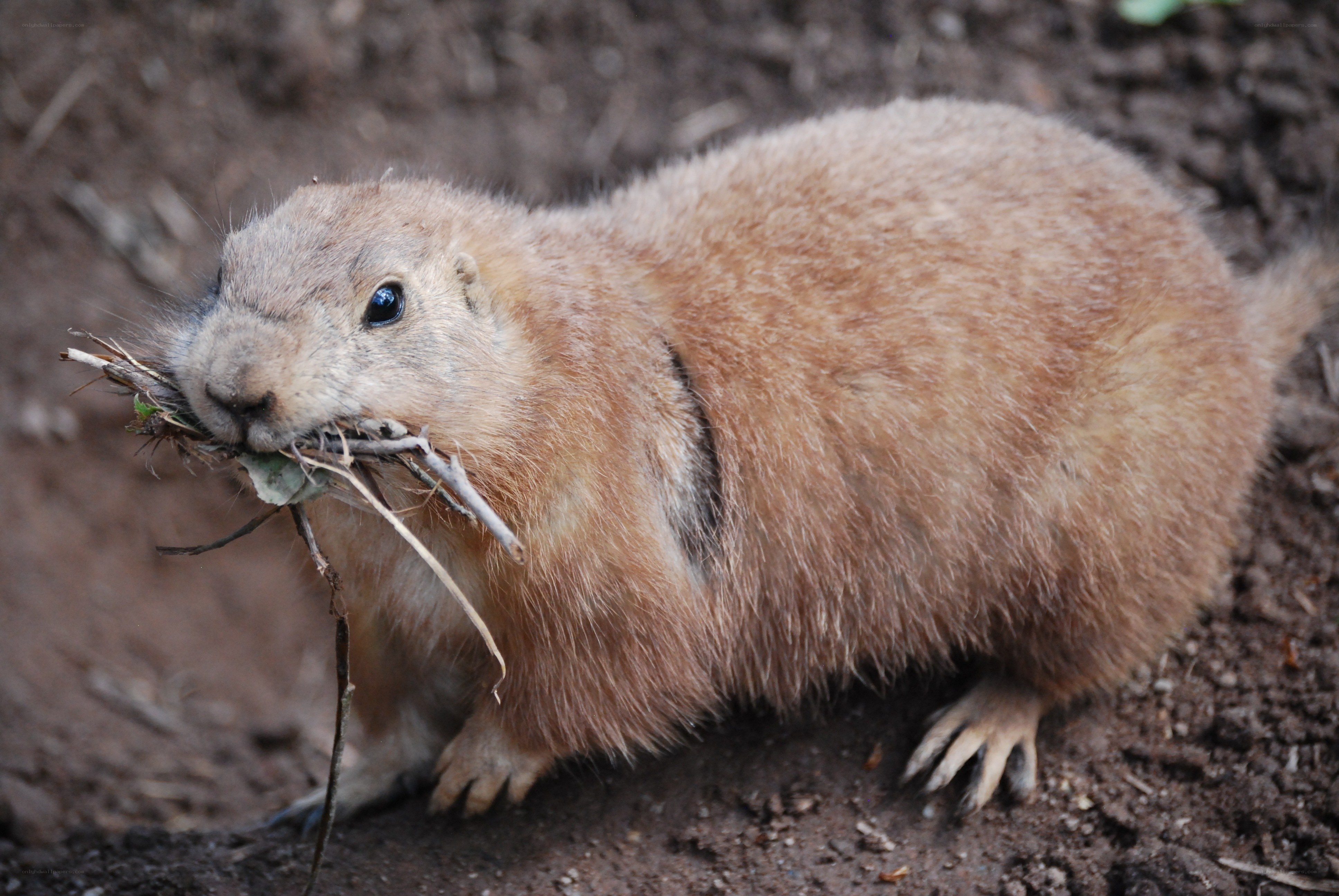 Prairie dog carrying twigs