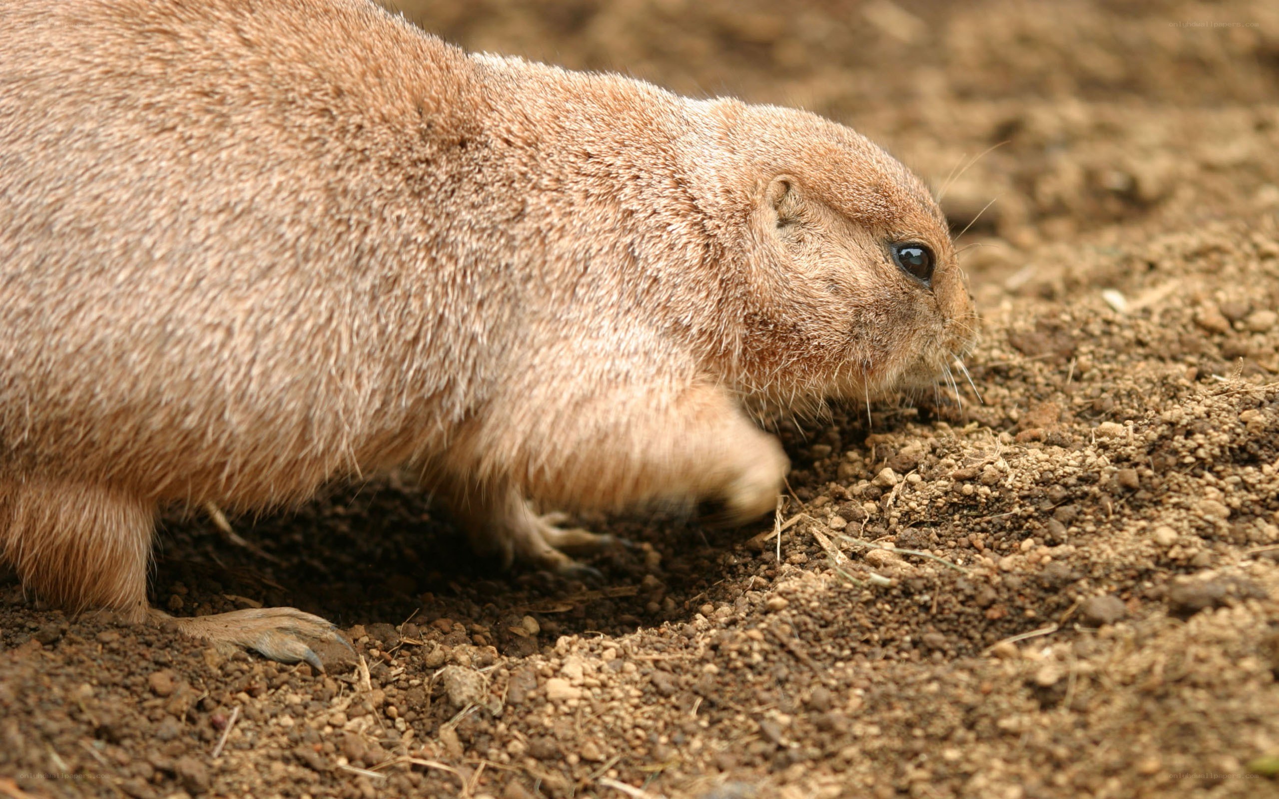 prairie dog digging in soil
