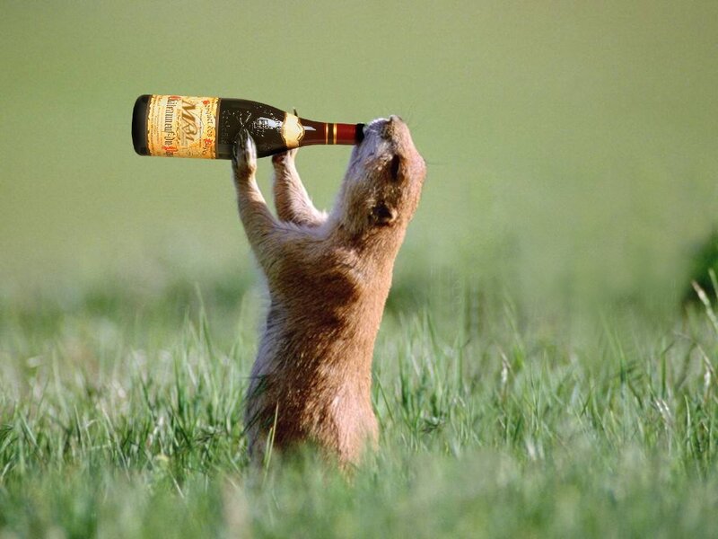 Prairie Dog Drinking Bottle