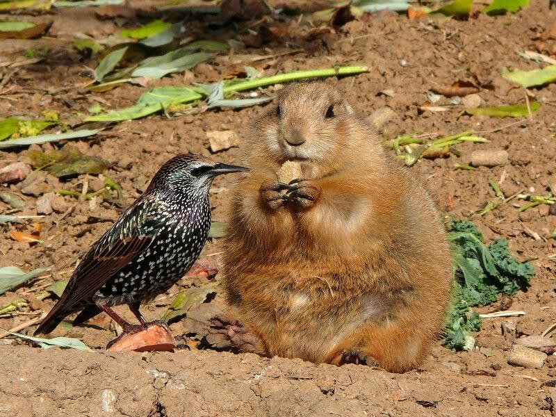Prairie Dog Eating Food — Brown