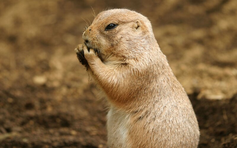 Prairie dog eating food