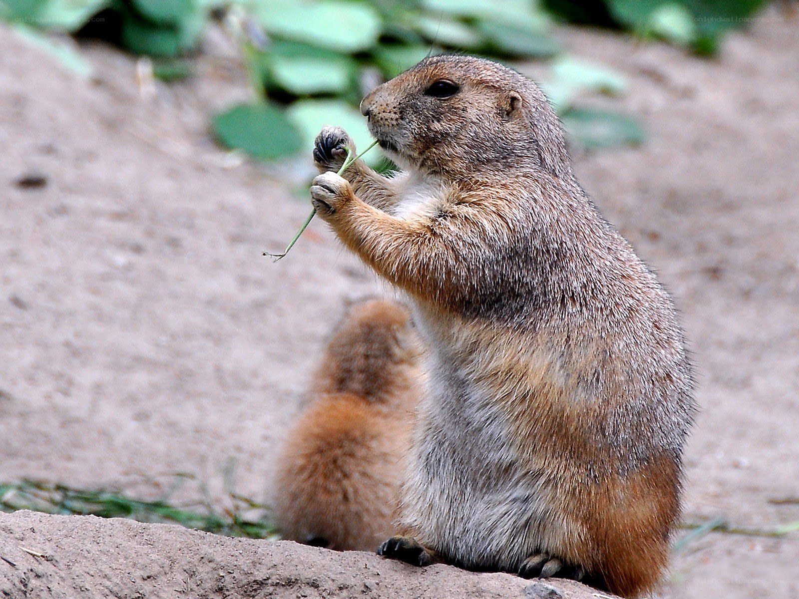 Prairie dog eating grass