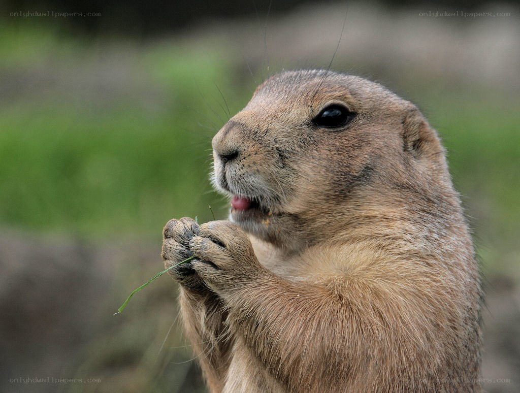 Prairie dog eating grass