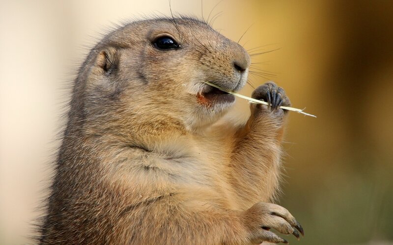 Prairie Dog Eating Grass — Brown