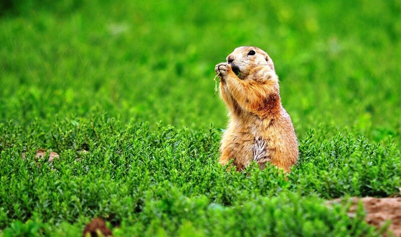 Prairie Dog Eating Grass — Green, Calm