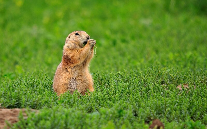Prairie Dog Eating Grass — Green