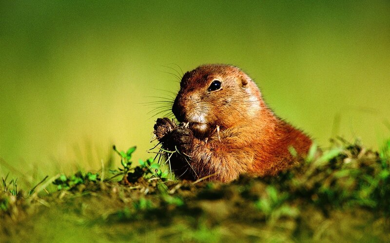 Prairie Dog Eating — Green, Natural
