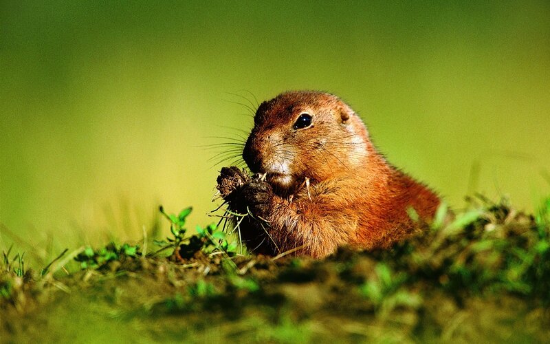 Prairie Dog Eating — Green