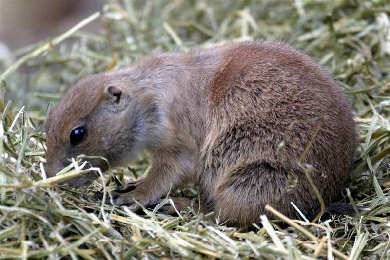 Prairie Dog Eating Hay