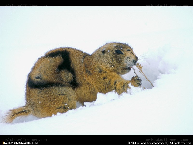 Prairie dog eating in snow