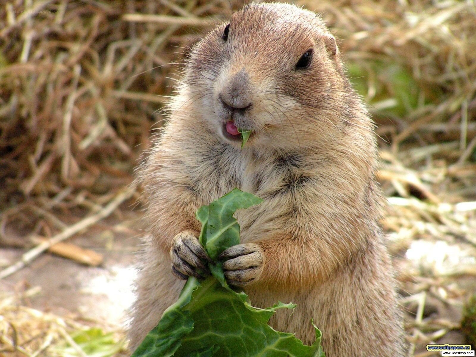 Prairie dog eating leaf